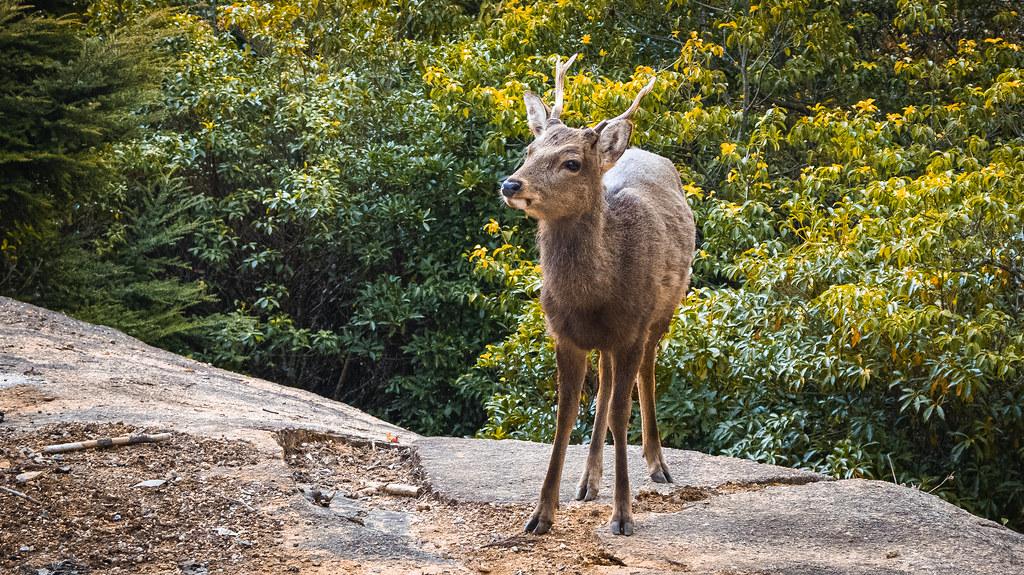 a-fawn-at-mt-misen_52903982374_l