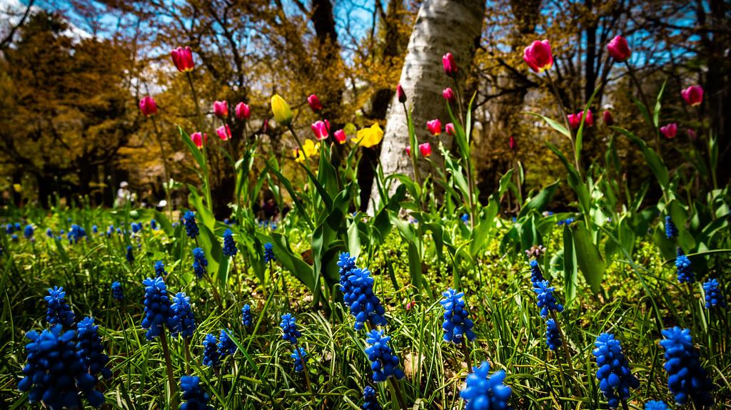 spring-in-sapporo_53045326861_l